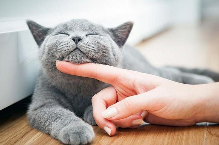 Bà bầu mơ thấy mèo trắng