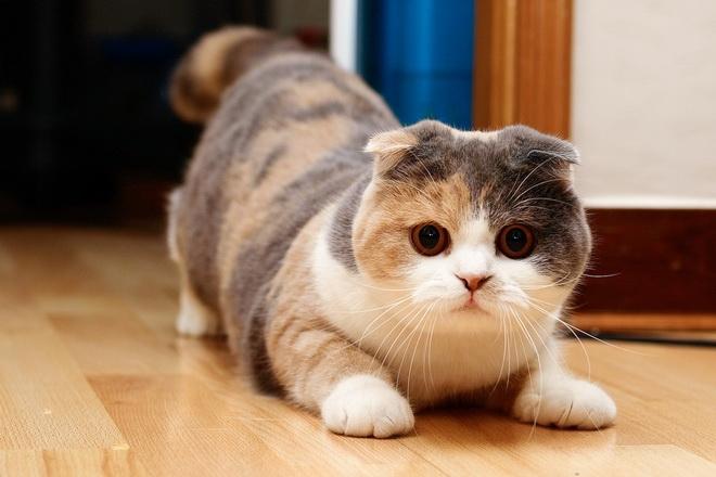 Giải Mã Giấc Mơ Thấy Tổ Ong Ruồi Đánh Con Gì?