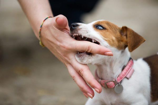 Nằm Mơ Thấy Cá Chép Đánh Con Gì? Giải Mã Chi Tiết