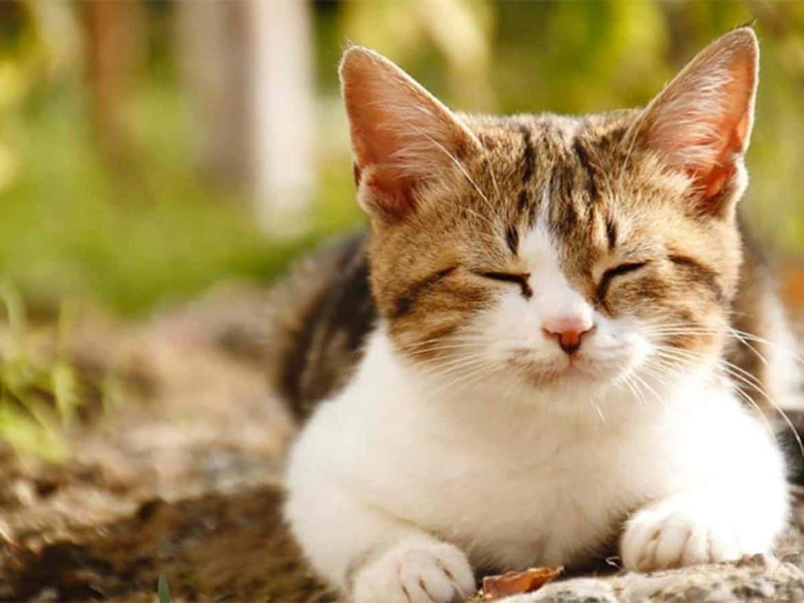 Giải Mã Giấc Mơ Thấy Mèo Cắn Chuột Và Con Số May Mắn