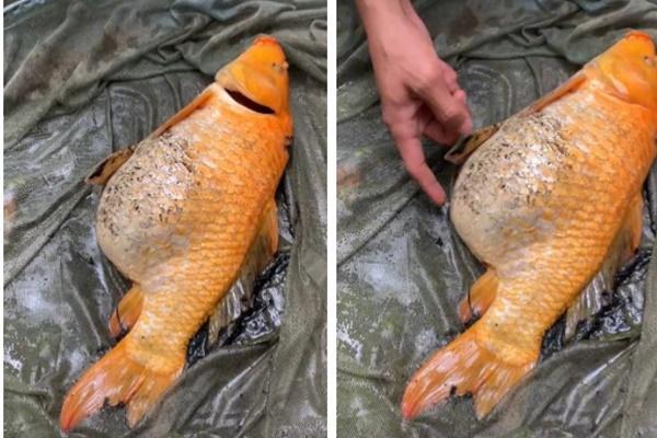 Nằm Mơ Thấy Mình Bị Ngất Xỉu Đánh Con Gì?