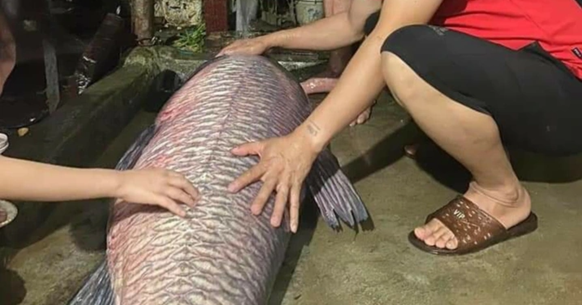 Bắt Được Cá Trắm