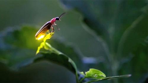 Giải Mã Giấc Mơ Thấy Chơi Lô Tô