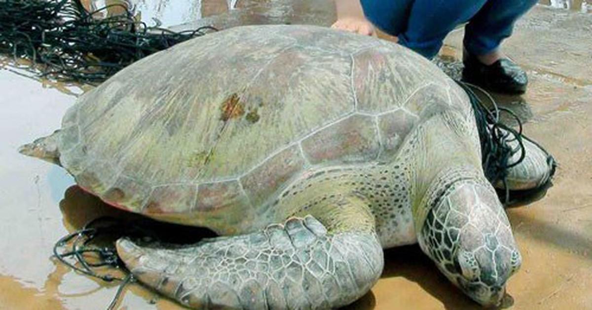 Bắt Được Rùa Trắng