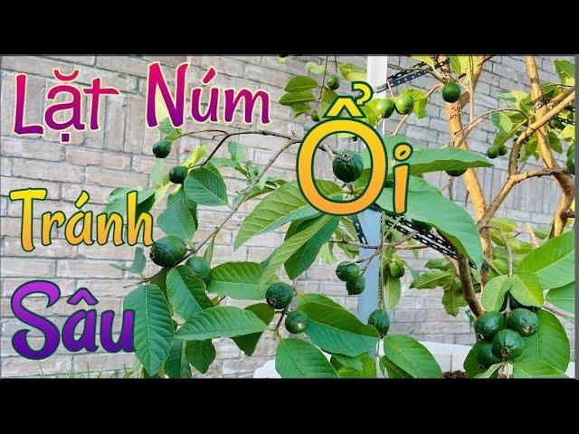 Giải Mã Giấc Mơ Bị Chuột Cắn