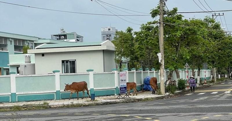 Nằm mơ thấy bò vàng rượt đuổi