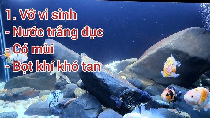 Cá chết trong nước đục