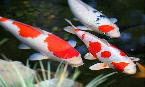 Cá chết trong hồ cá giấc mơ