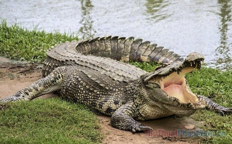 Cá sấu ăn thịt người trong mơ
