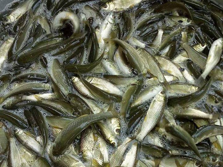 Nằm Mơ Thấy Vợ Sinh Con Gái Đánh Con Gì?