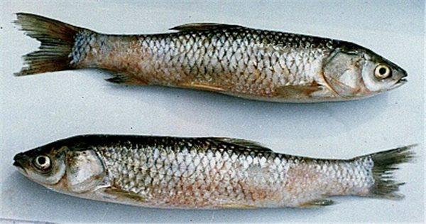 Cá trắm trắng chết trong mơ
