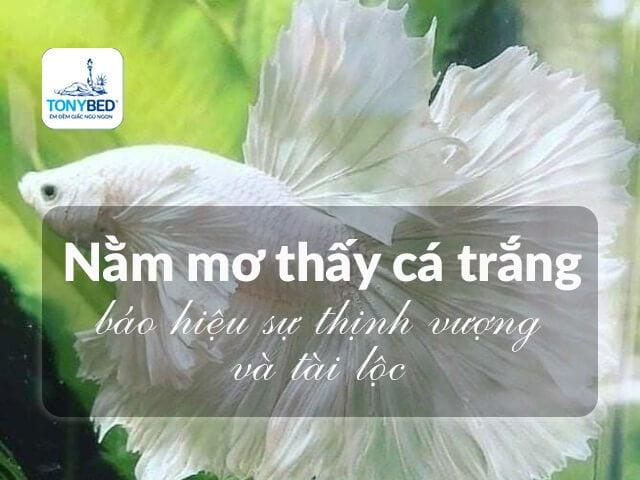 Cá trắng bơi lội tung tăng trong giấc mơ