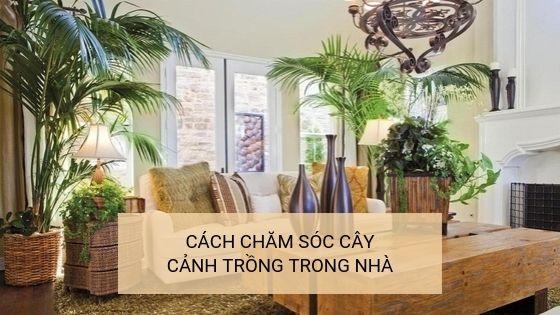 Cây cảnh trong nhà xanh tốt