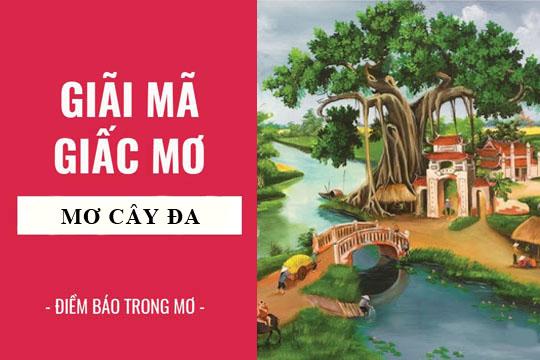 Giải mã giấc mơ thấy cây đa cổ thụ
