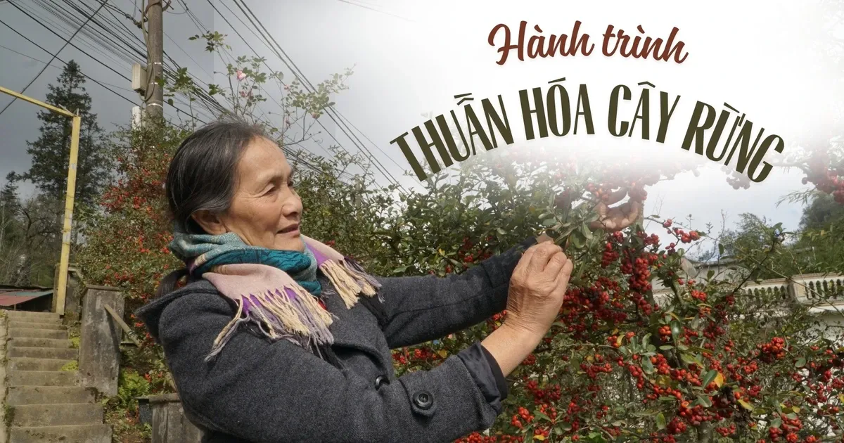 Cây táo sai trĩu quả chín mọng, hứa hẹn tài lộc