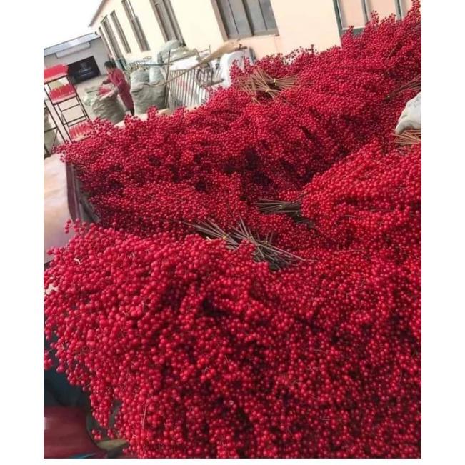Cherry đỏ mọng trên cành