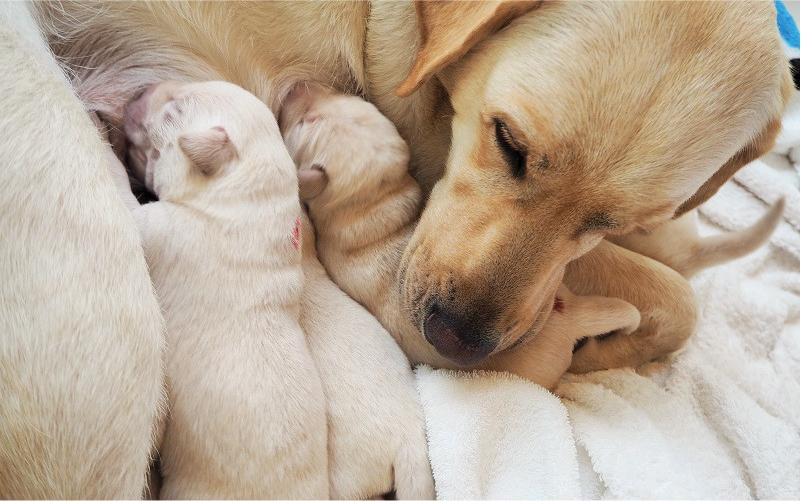 Nằm Mơ Thấy Người Yêu Đi Nước Ngoài: Giải Mã Lô Đề