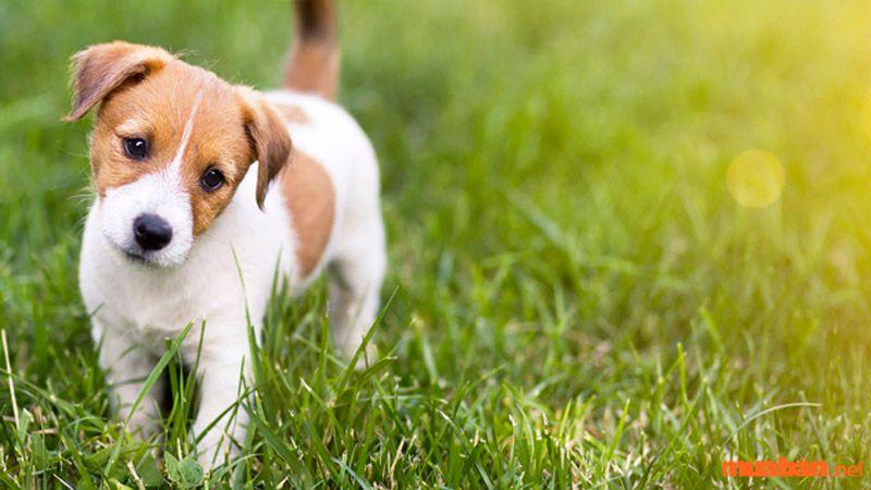 Nằm Mơ Thấy Thần Tài Đánh Số Mấy?