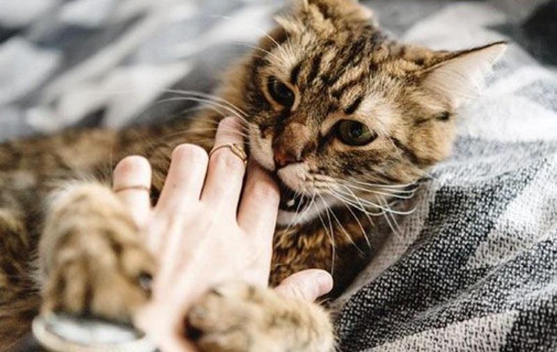 Chó mèo cắn nhau chảy máu