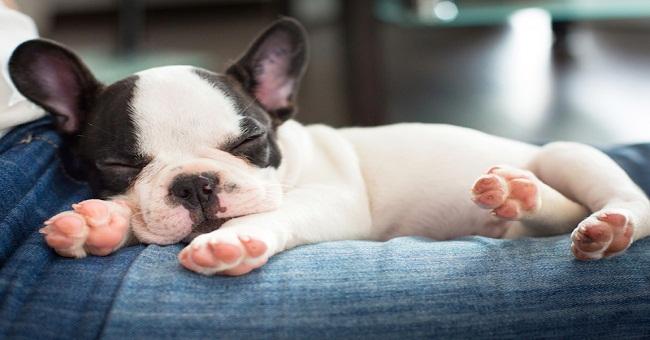 Nằm Mơ Có Bầu Đánh Số Gì? Giải Mã Chi Tiết