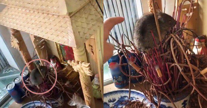 Đuổi chuột trên bàn thờ