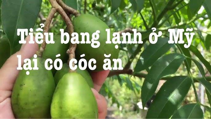Cóc trong vườn
