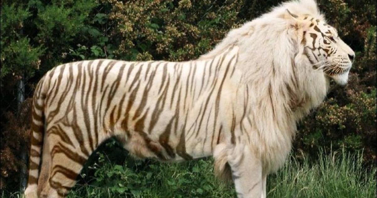 Giải Mã Giấc Mơ Thấy Cọp Đuổi: Điềm Báo Hay Lộc Lá?