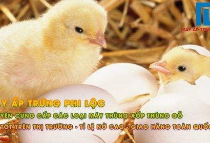 Gà mái ấp trứng trong tổ