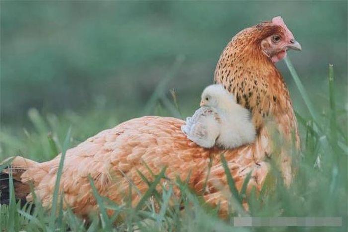 Gà mái đẻ trứng
