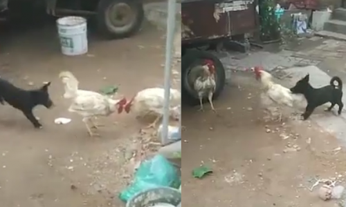 Nằm Mơ Thấy Bị Chơi Ngãi: Giải Mã Và Con Số May Mắn
