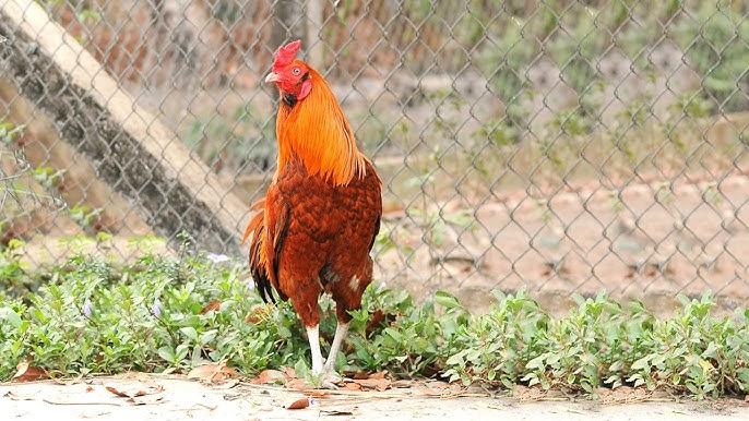 Nằm mơ thấy quả dừa đánh con gì? Giải mã giấc mơ lô đề