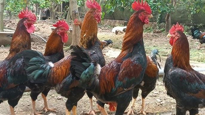 Giải Mã Giấc Mơ Thấy Giết Người Yêu Cũ Đánh Con Gì?