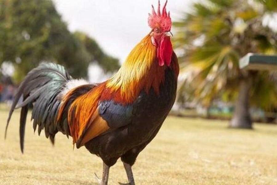 Giải Mã Giấc Mơ Thấy Câu Được Cá