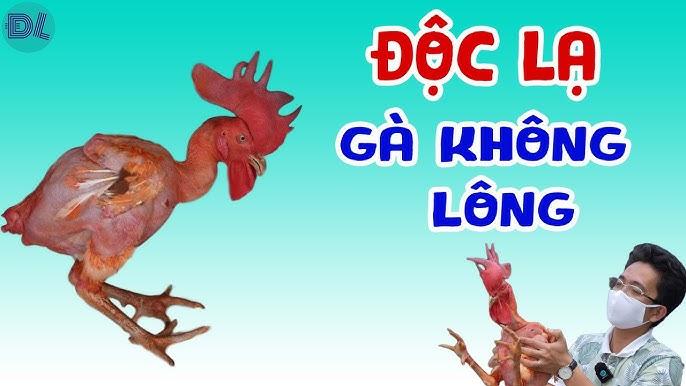 Giải Mã Giấc Mơ Thấy Mua Thịt Heo: Điềm Báo Lô Đề?