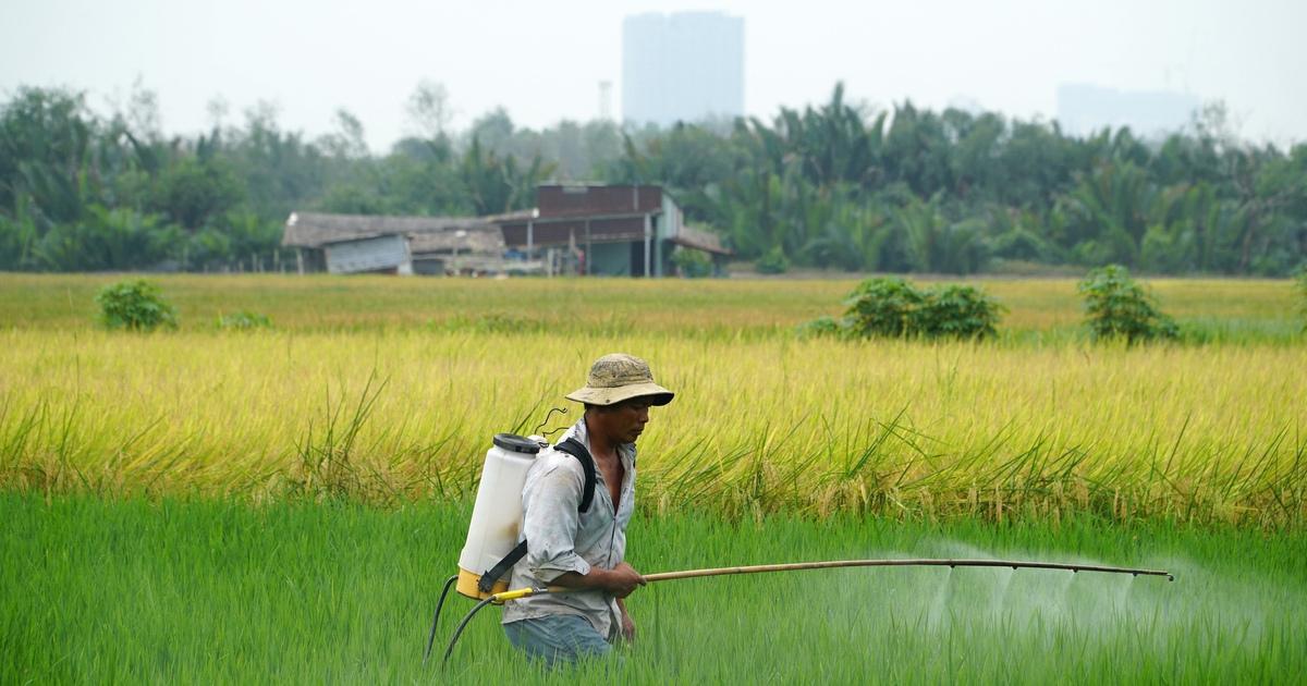 Gặt lúa chín vàng