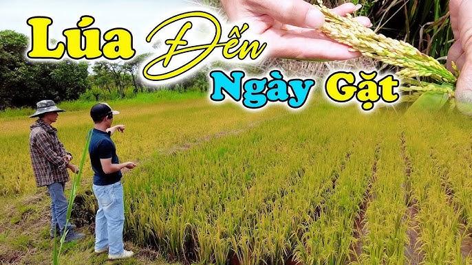 Nằm Mơ Thấy 2 Con Chó Vào Nhà Đánh Con Gì?