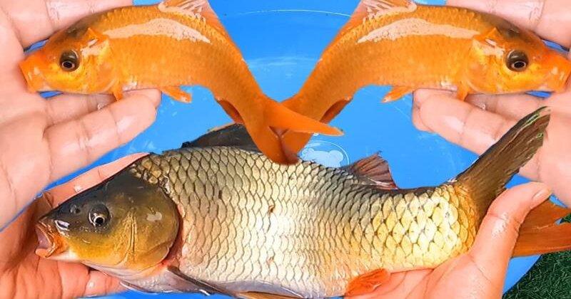 Giải Mã Giấc Mơ Bắt Được Cá Trôi Đánh Con Gì?
