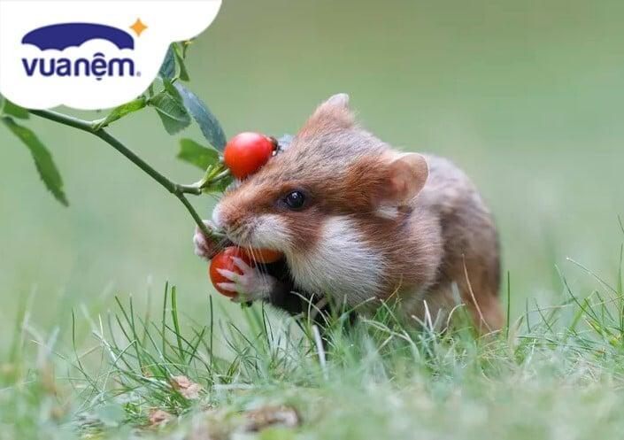 Giải mã giấc mơ thấy chuột xám
