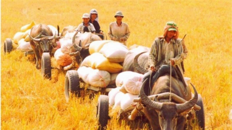 Giải Mã Giấc Mơ Thấy Màu Heo Và Con Số May Mắn