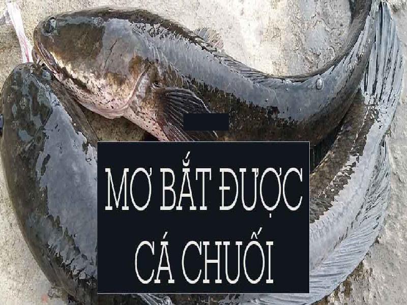 Nằm Mơ Thấy Ho Ra Máu: Giải Mã Lô Đề Chi Tiết