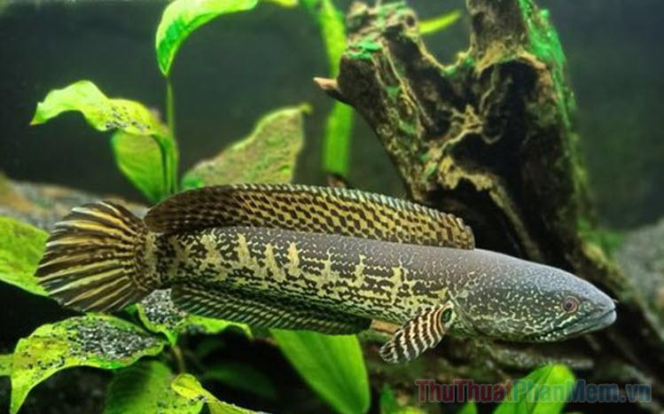 Nằm Mơ Thấy Bạn Bị Tai Nạn Chết Đánh Con Gì?