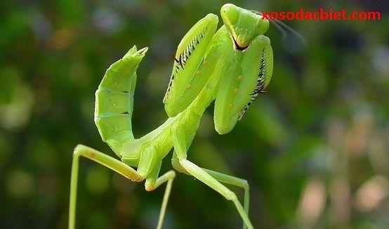 Giải Mã Giấc Mơ Thấy Con Ngựa Đen