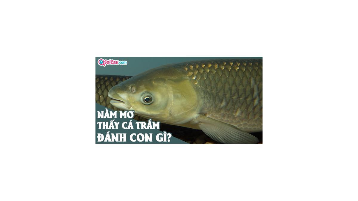 Giải Mã Giấc Mơ Câu Cá Trắm Đen