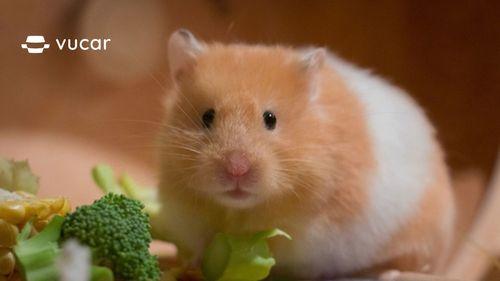 Giải Mã Giấc Mơ Thấy Công An Giao Thông và Lô Đề