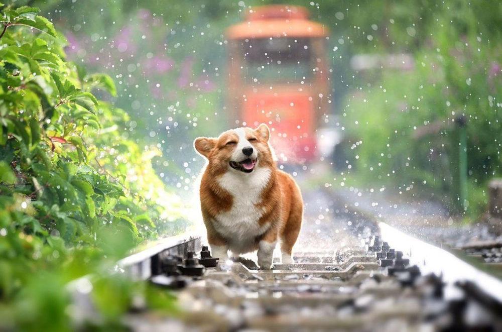 Giải mã giấc mơ chó giao phối