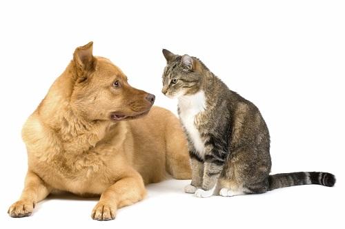 Giải Mã Giấc Mơ Thấy Vợ: Điềm Báo & Con Số May Mắn