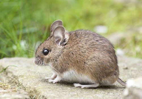 Giải Mã Giấc Mơ Thấy Mèo Cắn Chuột Và Con Số May Mắn