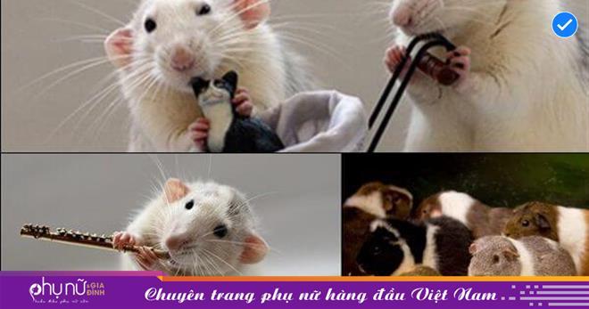 Nằm mơ thấy cào cào đánh con gì? Giải mã giấc mơ lô đề