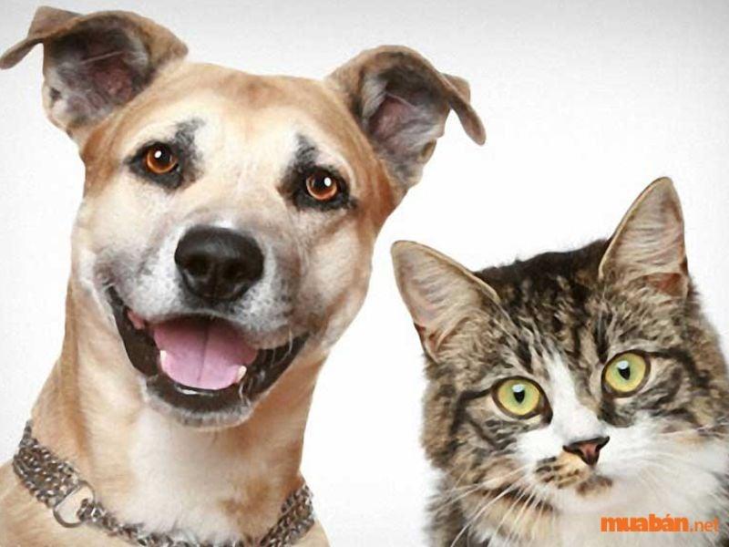 Giải Mã Giấc Mơ Thấy Ngựa Con: Điềm Báo Lô Đề