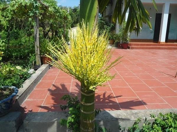 Giải Mã Giấc Mơ Cây Đổ Sập Nhà Đánh Con Gì?
